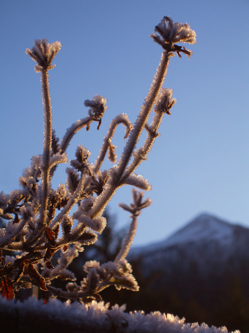 morning frost with Deer Mountain, Ketchikan, Alaska