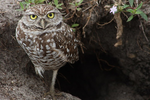 burrowing owls 1-26-08 113