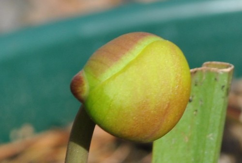 Unknown Sarracenia hybrid
