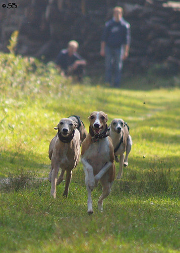 Whippets in action