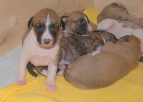 Animagi Whippets;  puppies: 15 days old