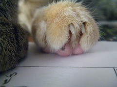 Maggie's creamsicle paw
