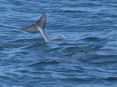 Dolphin tail