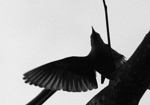 chestnut tailed starling silhouette lalbagh 150308