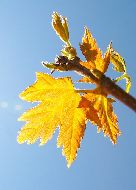 Autumn Fantasy Maple (Acer freemanii)