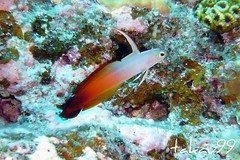Red Fire Goby at Kerama Islands, Okinawa