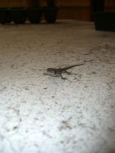 Little lizard navigating ash 10.24.07_1755