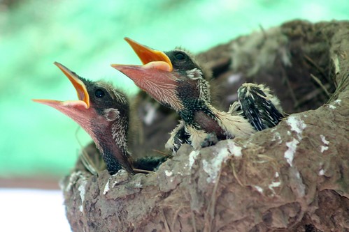 Australian Magpie-Lark chicks