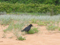Australian Raven IMG_7457