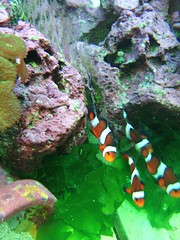 clown fish pair