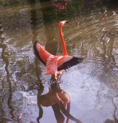 Flamingo Display, Back