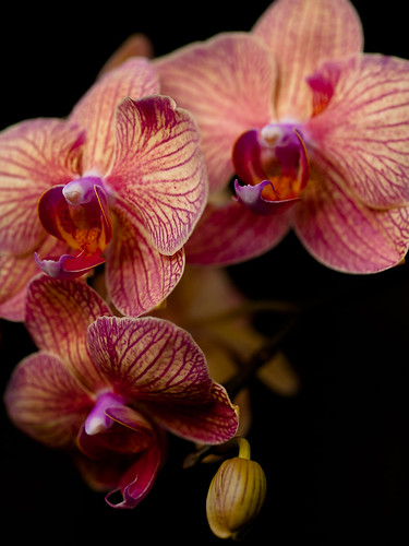 Backyard Orchids 1