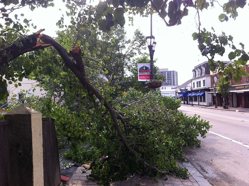 Tree damage on Atwells Avenue
