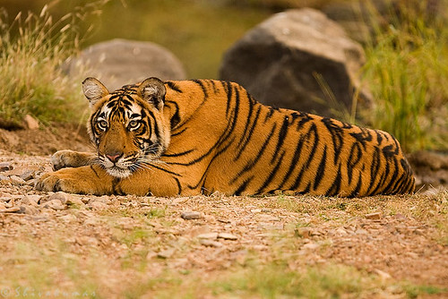 20071014-_MG_1127-TigerSad