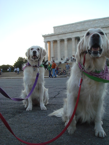 Frisket and Sailor at the Lincoln Memorial