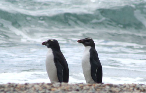 29Oct Penguin trek 061 Munro Beach, Fiordland Crested Penguin_e2 by nrsa1