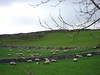 sheep and drystone walls