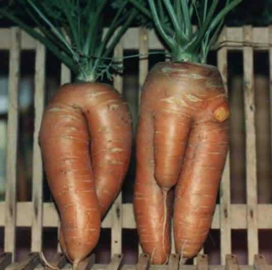 carrot sexes.jpeg