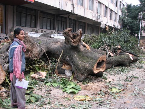 a magnificient old mango tree which is now an ex-mango tree,kasturba road, 151207