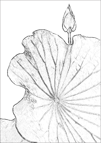 Lotus Flower Sketch IMGP7491