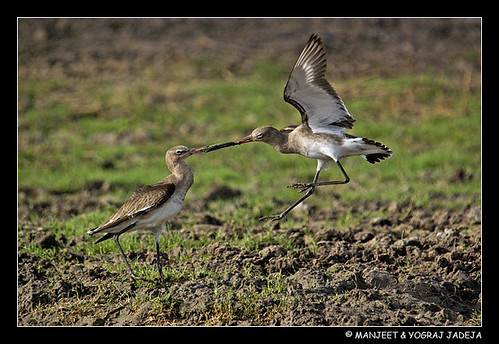 godwits fighting