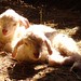 Three day old kids lying waiting for their mum in the sun