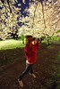 Cherry Blossoms Photographer