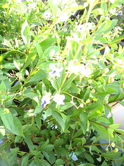 Clerodendron ugandense