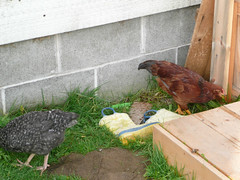 Grazing hens