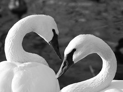November Swans by Joe Beine