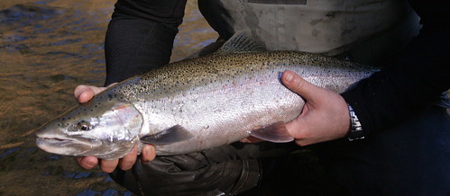 Oregon winter steelhead fishing