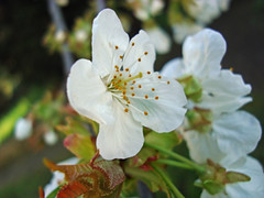 fleurs fin mars (12)