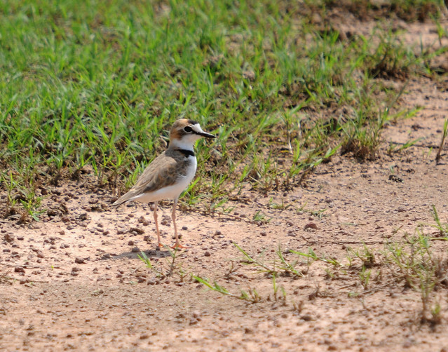 collared plover3