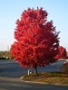 Fall colors in Winston-Salem, North Carolina