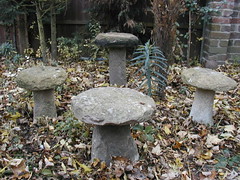 stone mushrooms