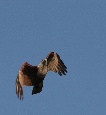 brahminy kite beak shadow