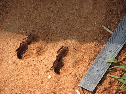 black-naped hare marks devarayanadurga 050408