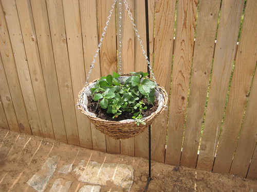 Strawberry Plant in hanging pot
