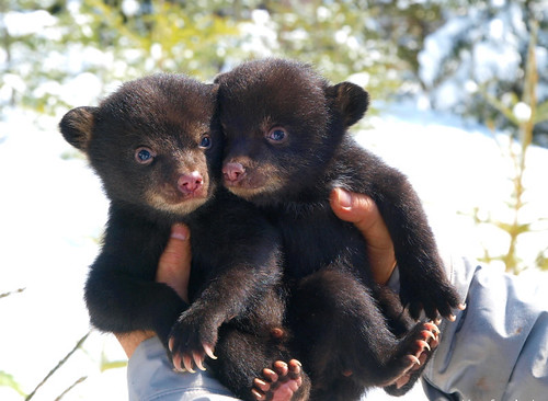 tiny bears