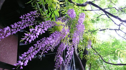 Fuji flowers 04