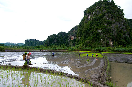 Hmong people planting rice in Vieng Xai, Hua Phan, Laos