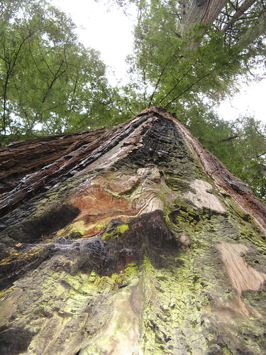 Looking skyward at an ancient redwood
