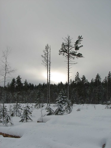 Suomalainen metsä 2008