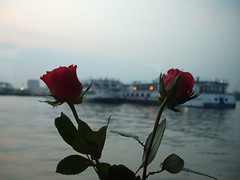 Roses and Barges