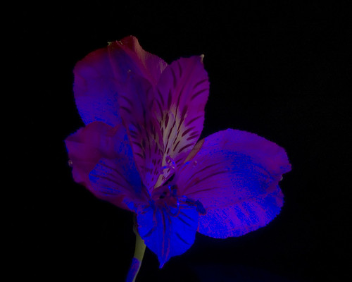 UV Flowers, Plate 3