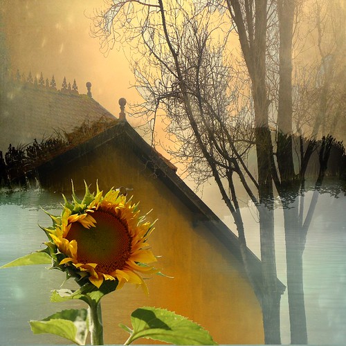 The house of the sunflower