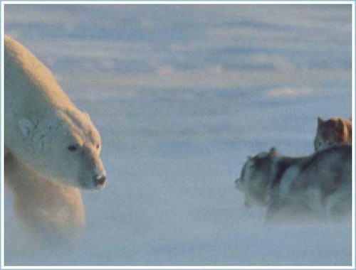 Polar Bear and Husky 1