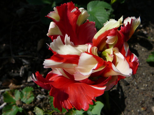 Tulpen 2008 (12)