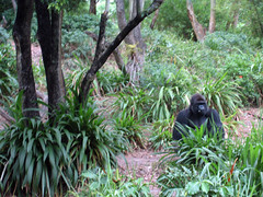 gorilla at animal kingdom