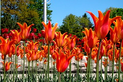 Tulipes oranges et rouges